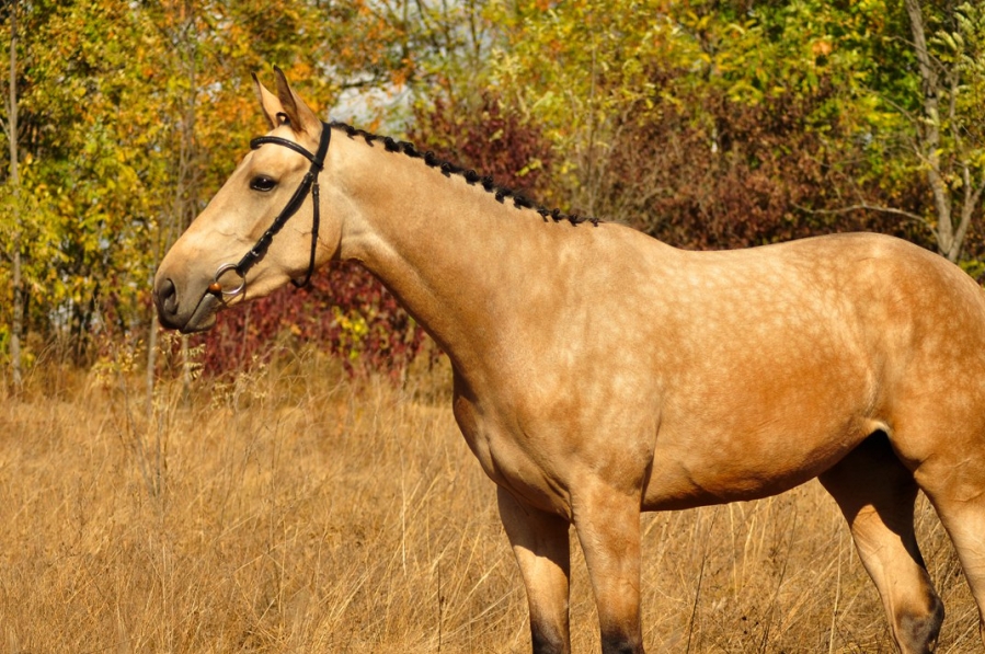 продам лошадь. показать продажу лошадей. показать продажу лошадей. буденновская лошадь рост в холке. продается конь.